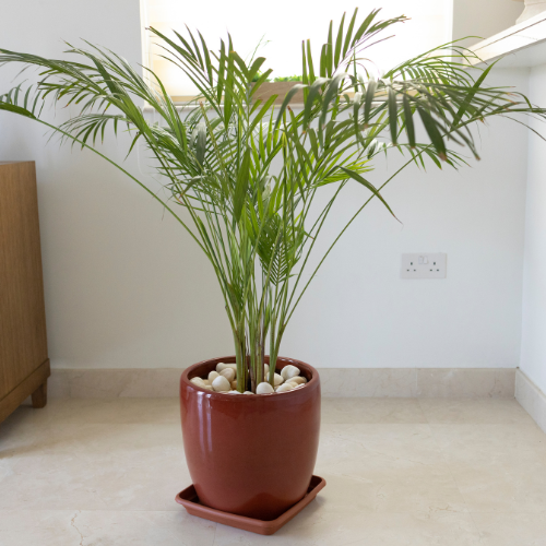 Bamboo Palm (Chamaedorea seifrizii) - Small