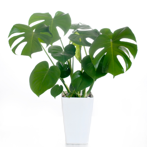 Monstera Deliciosa - Large