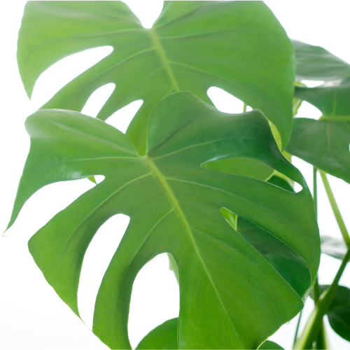 Monstera Deliciosa - Large