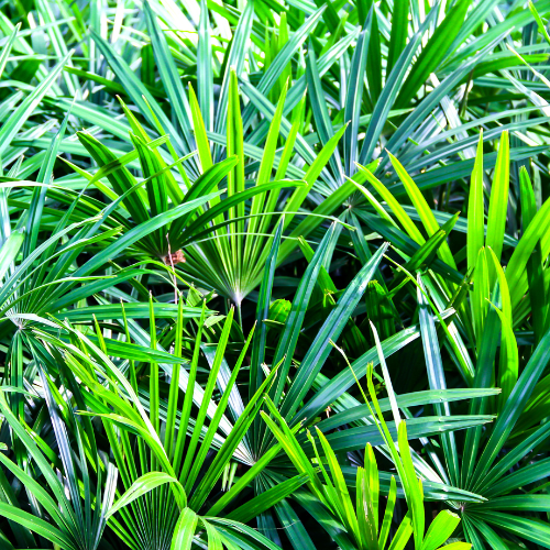 Bamboo Palm (Chamaedorea seifrizii) - Small