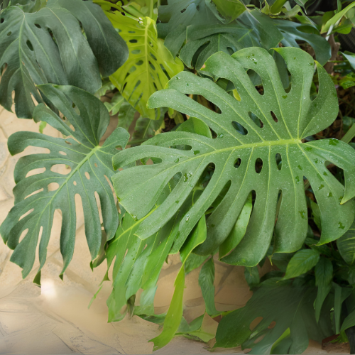 Monstera Deliciosa - Large