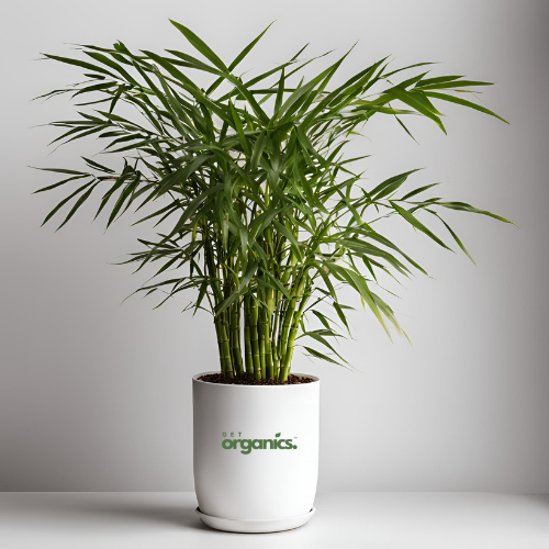 Bamboo Palm (Chamaedorea seifrizii) - Small