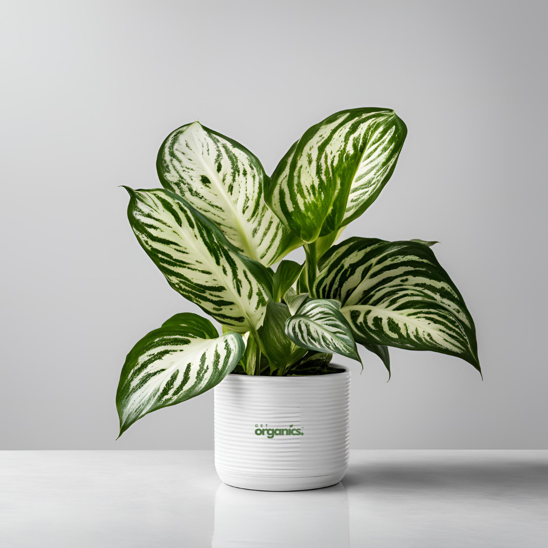 Dieffenbachia (Dumb Cane) - Medium