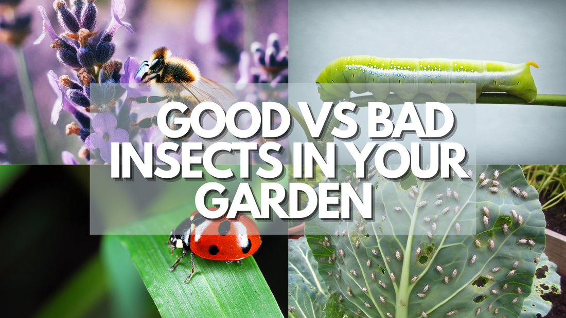 The Good and Bad of Garden Insects