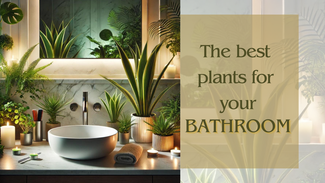 Best Plants for Your Shower: Enhancing Your Bathroom Oasis