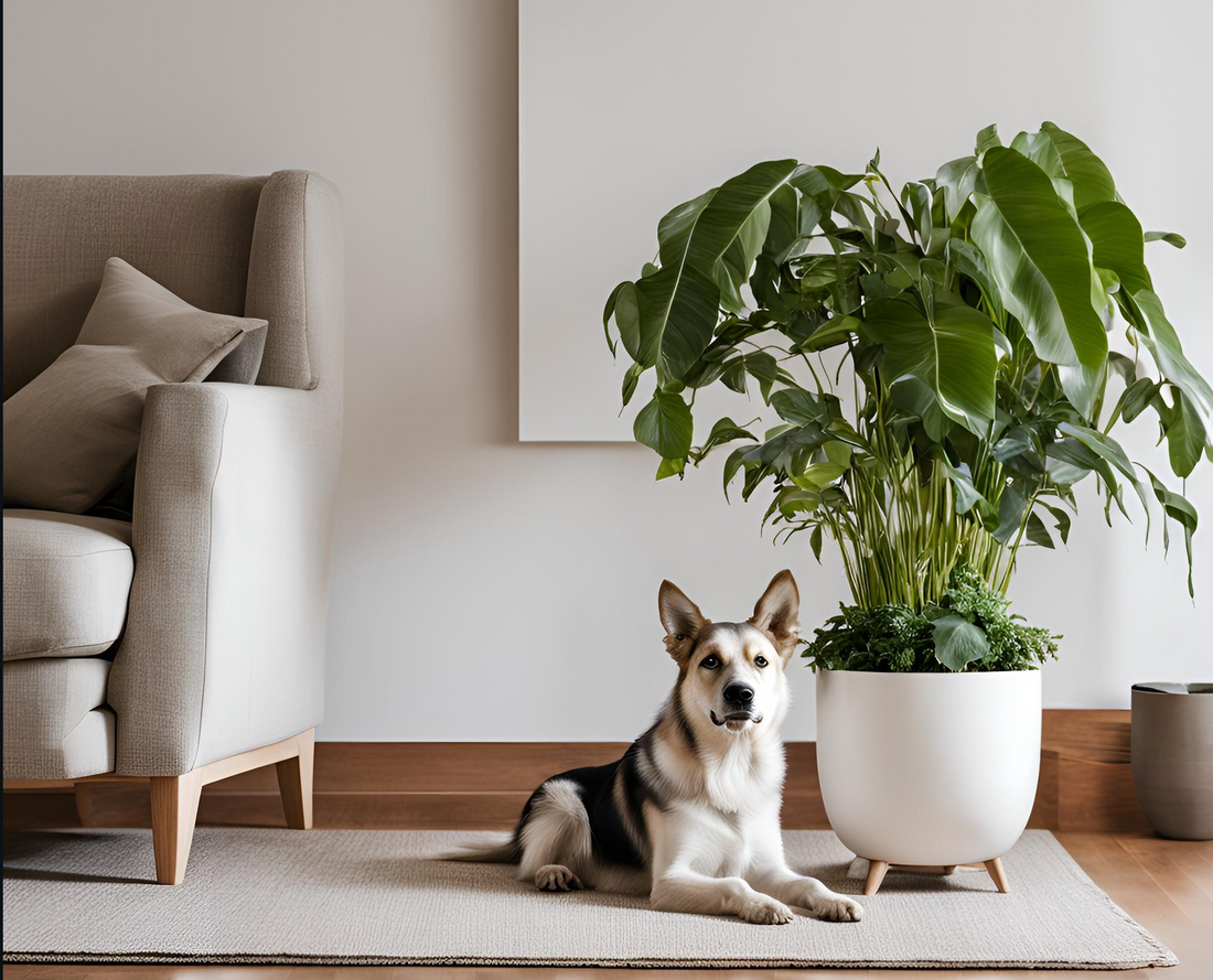 Pet-Friendly Plants: Bringing Greenery Home Without Risking Your Furry Friends' Safety