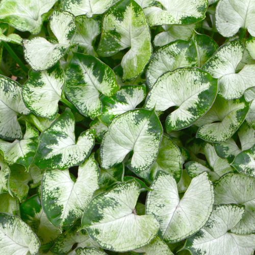 Syngonium Pixie White Plant (Syngonium podophyllum 'Pixie')