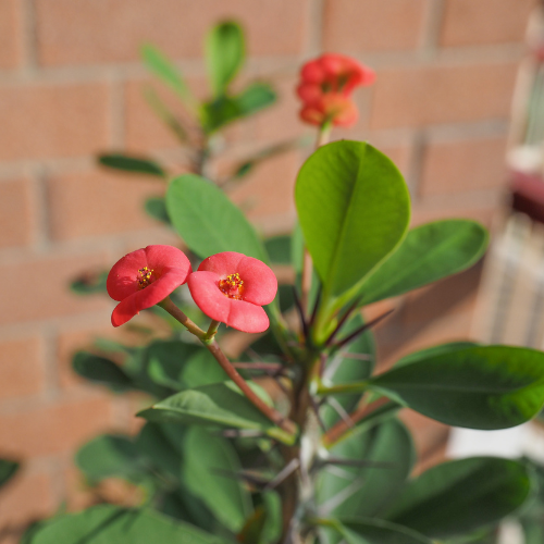 Crown of Thorns (Euphorbia milii)