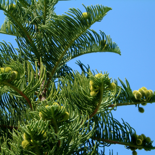 Christmas tree plant (Indian) - Medium