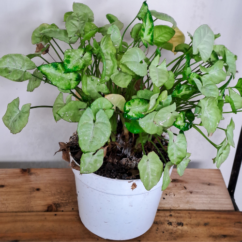 Syngonium Pixie White Plant (Syngonium podophyllum 'Pixie')