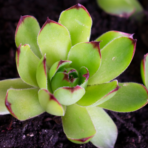 Hens and Chicks (Sempervivum tectorum)