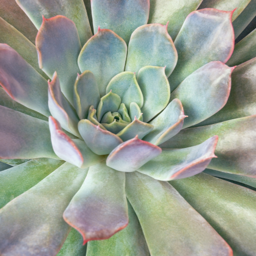 Hens and Chicks (Sempervivum tectorum)