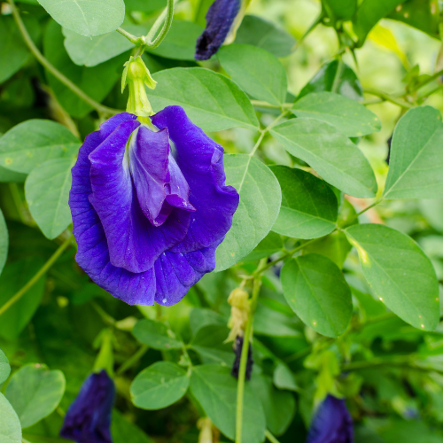 Clitoria Ternatea (Gokarna, Blue Butterfly Pea)