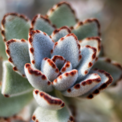 Panda Succulent Live Plant (Kalanchoe tomentosa)