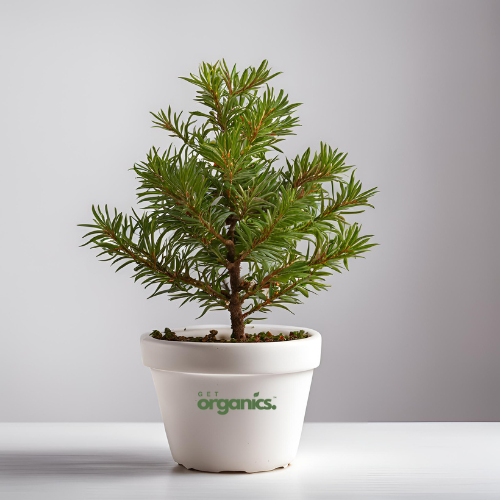 Christmas tree plant (Indian) - Medium