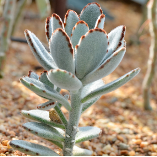 Panda Succulent Live Plant (Kalanchoe tomentosa)