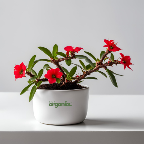 Crown of Thorns (Euphorbia milii)