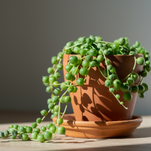 String of Pearls (Senecio rowleyanus)