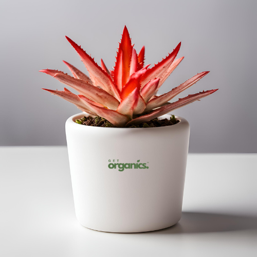 Cryptanthus Neon (Earth Star Neon)