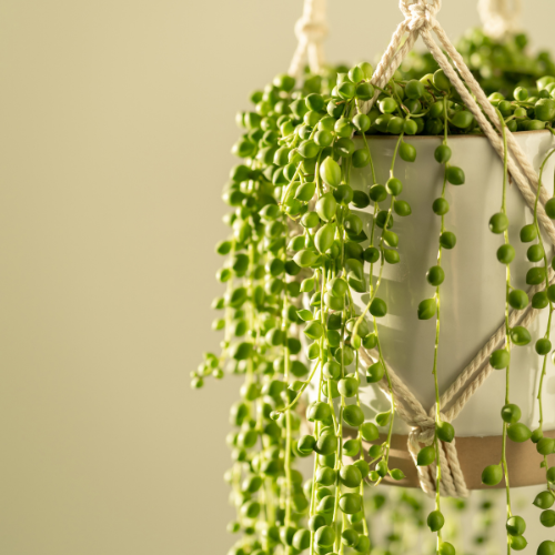 String of Pearls (Senecio rowleyanus)