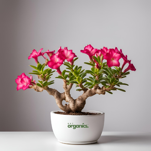 Desert Rose (Adenium Obesum)