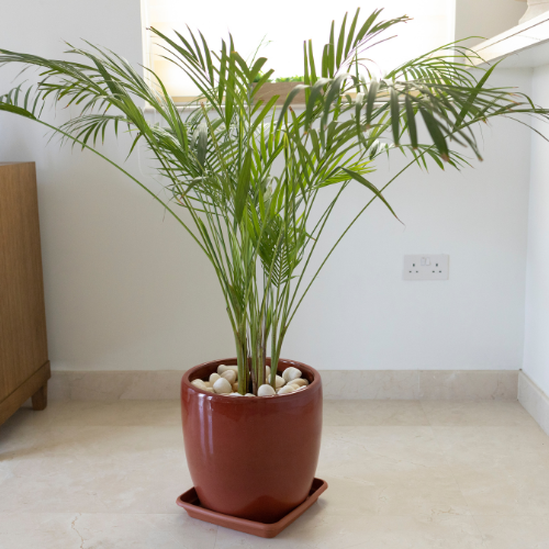 Bamboo Palm (Chamaedorea seifrizii) - Large