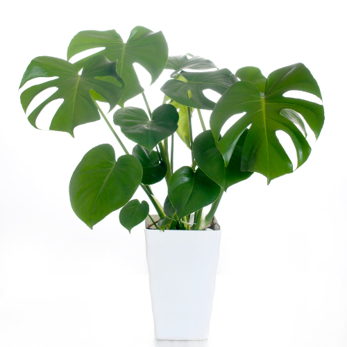 Monstera Deliciosa - Medium