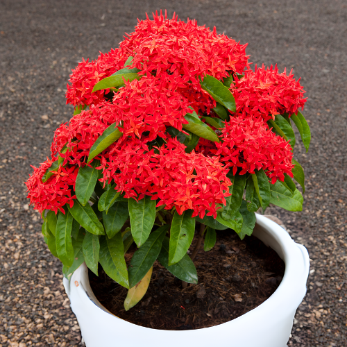 Ixora (Rugmini) Plant - Red