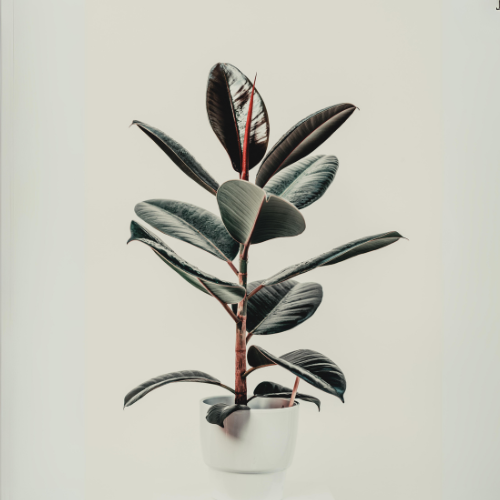 Rubber Plant (Ficus elastica) - Medium