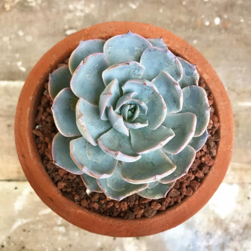 Blue Rose Echeveria (Echeveria 'Imbricata')