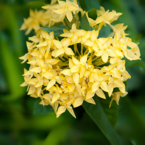 Ixora (Rugmini) Plant - Yellow