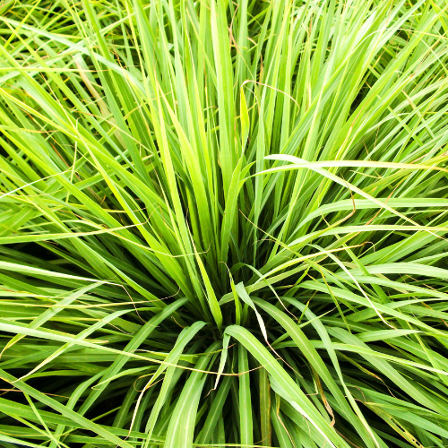 Lemongrass Plant (Cymbopogon citratus)