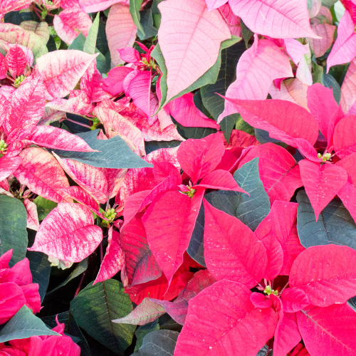 Pink Poinsettia (Euphorbia pulcherrima)