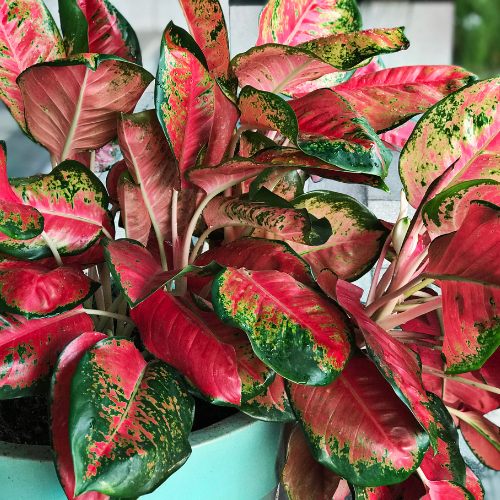 Aglaonema Red Plant (Aglaonema 'Siam Aurora')