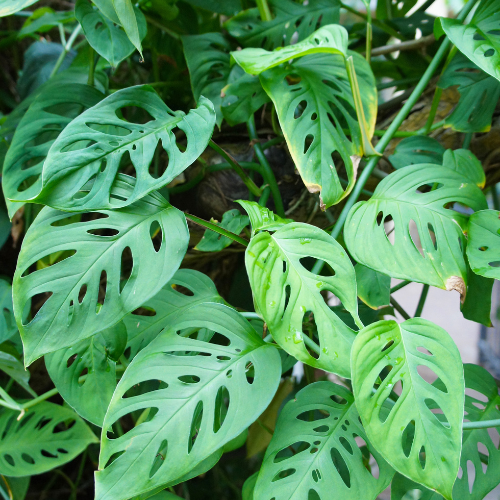 Broken Heart (Monstera adansonii) - Small