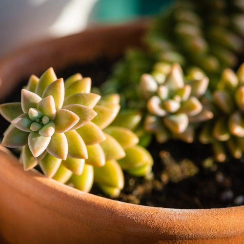 Golden Sedum (Sedum adolphii, Golden Glow)