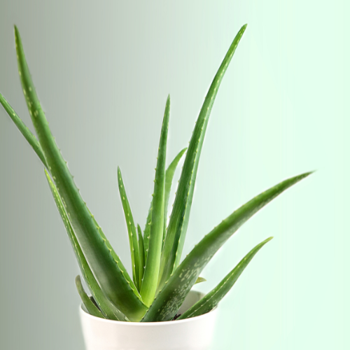 Aloe Vera (Aloe barbadensis miller)