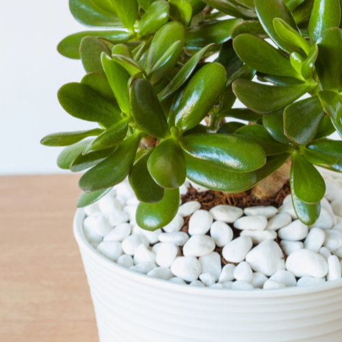 Jade plant (Crassula ovata)