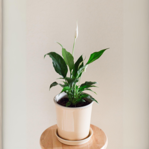 Peace Lily (Spathiphyllum) - Medium