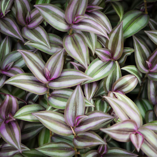 Wandering Jew (Tradescantia zebrina)