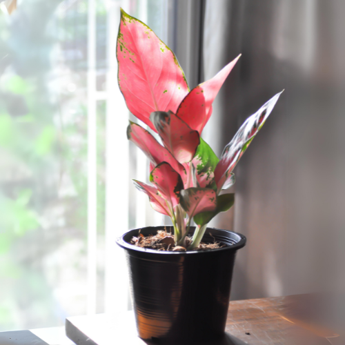 Aglaonema Pink Beauty (Aglaonema commutatum)