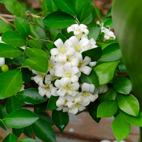 Kamini (Murraya paniculata, Orange Jasmine)