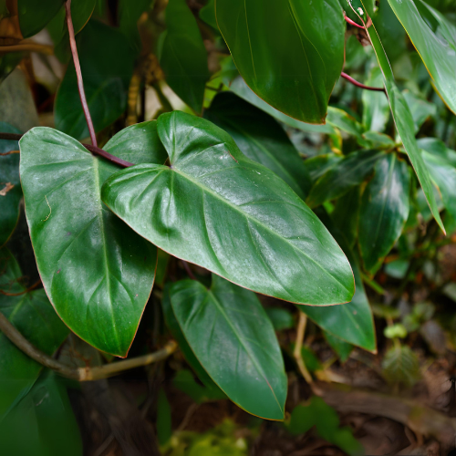 Philodendron Red (Philodendron erubescens or Philodendron 'Red Emerald')