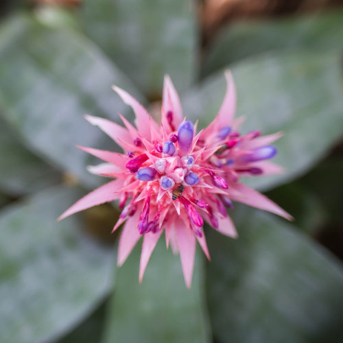 Aechmea Fasciata (Silver Vase Plant, Urn Plant)