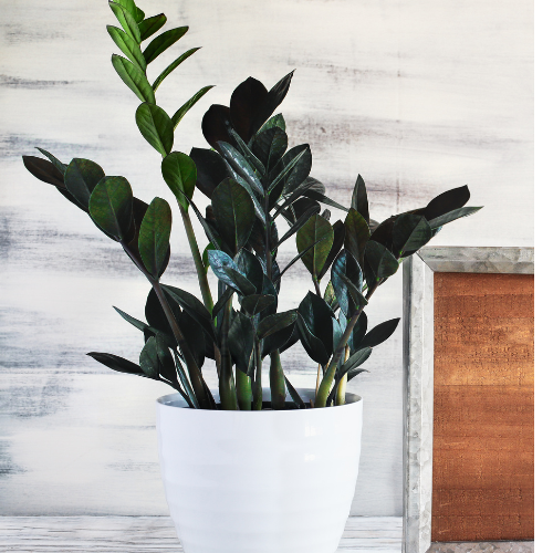 Black ZZ Plant (Zamioculcas zamiifolia 'Raven') - Large