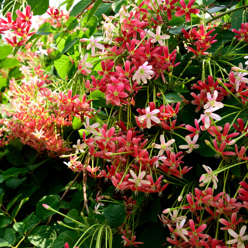 Madhumalti (Rangoon Creeper, Quisqualis indica)