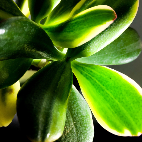 Variegated Jade Plant (Crassula ovata 'Variegata')