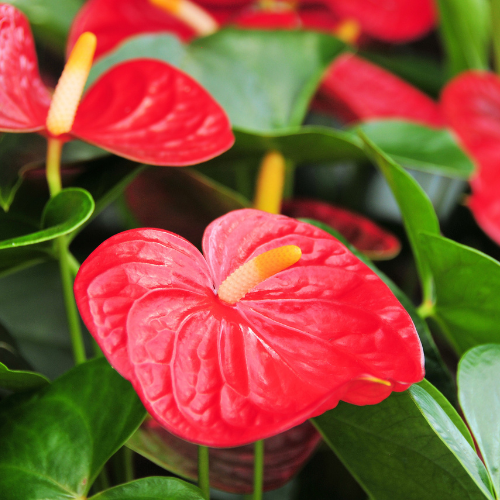 Anthurium Red (Anthurium Andraeanum)