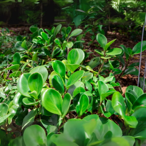 Peperomia obtusifolia (Baby Rubber Plant)