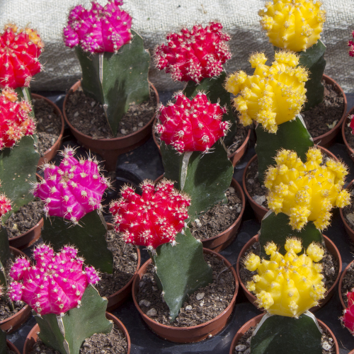 Moon Cactus (Gymnocalycium mihanovichii)